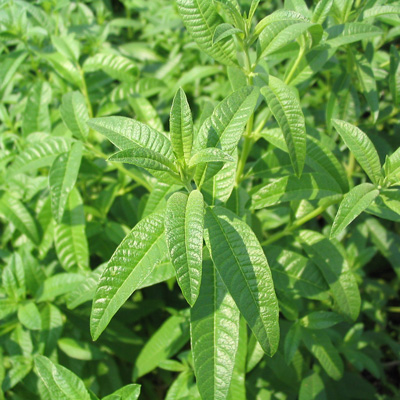 Lemon Verbena